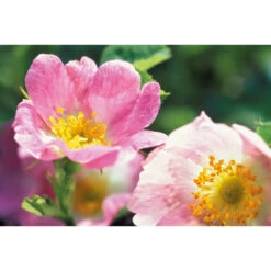 Weleda Oogcontour Crème Wilde Rozen -Verzorging Voordeel Winkel 133007 3