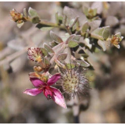 4x Weleda Tandpasta Ratanhia 7 4x Weleda Tandpasta Ratanhia -Verzorging Voordeel Winkel 133059 3