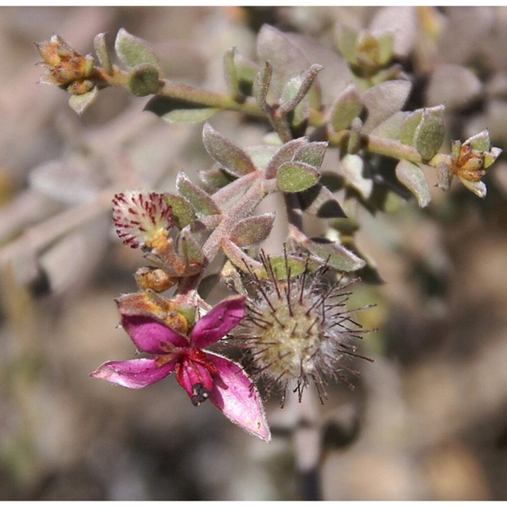 4x Weleda Tandpasta Ratanhia 5 4x Weleda Tandpasta Ratanhia - Afbeelding 3