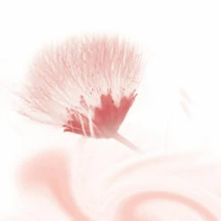 6x Kneipp Douchecreme Silky Secret -Verzorging Voordeel Winkel 975259 3